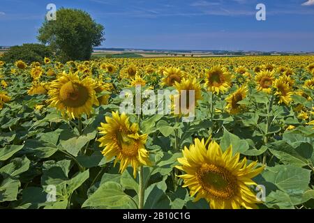 Sunflower field near Aub, Lower Franconia, Bavaria, Germany Stock Photo