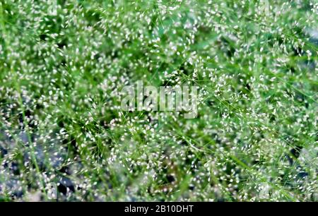 Vilfa Stellata or Bermuda Grass with Little Flowers Growing in A Garden. Stock Photo