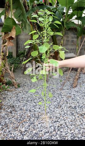 Hand Holding Indian Acalypha, Three Seeded Mercury or Acalypha Indica Plant. The Root Being Attractive to Domestic Cats Similar to Catnip. Stock Photo