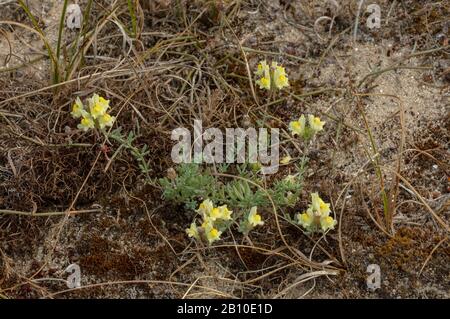 Prostrate Toadflax, Linaria supina, in flower on sand-dunes, Brittany. Stock Photo