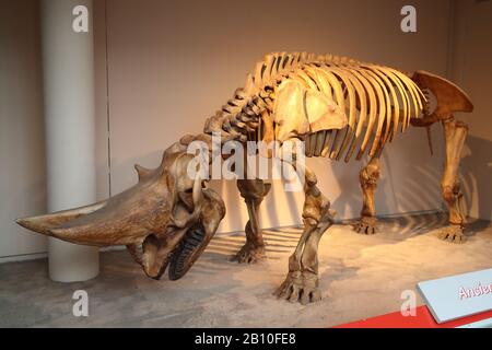 elasmotherium skeleton