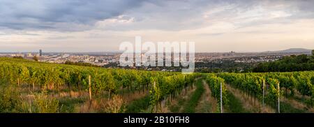 A panoramic view of Vienna, Austria from a vineyard at Kahlenberg Stock Photo