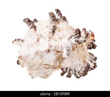 white conch of rock snail isolated on white background Stock Photo