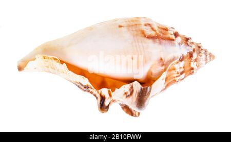 empty shell of sea snail isolated on white background Stock Photo