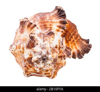 front view of shell of brown muricidae mollusk isolated on white background Stock Photo
