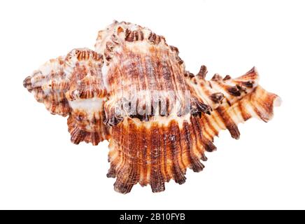 shell of brown muricidae mollusk isolated on white background Stock Photo