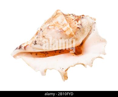 empty shell of sea snail isolated on white background Stock Photo