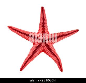 Starfish (Asteroidea) on its back Stock Photo - Alamy