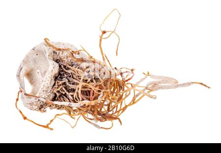 petrified seashell with algae isolated on white background Stock Photo