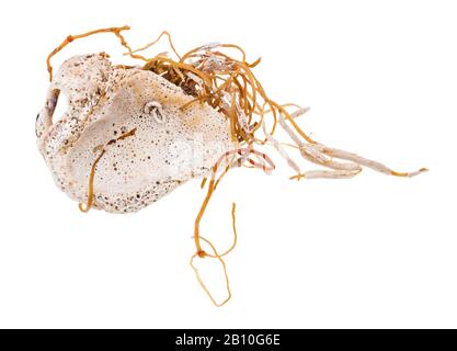 petrified shell with algae isolated on white background Stock Photo