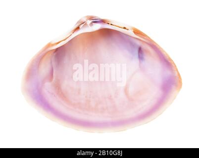 empty pink violet conch of clam isolated on white background Stock Photo