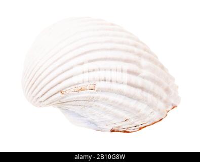 white shell of cockle isolated on white background Stock Photo