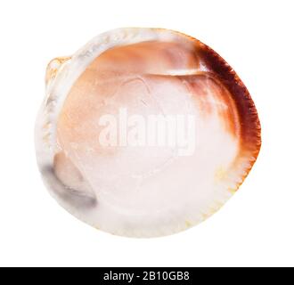 empty seashell of clam isolated on white background Stock Photo
