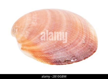yellow brown seashell of clam isolated on white background Stock Photo