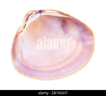 empty violet shell of clam isolated on white background Stock Photo
