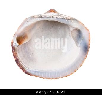 old empty shell of clam isolated on white background Stock Photo
