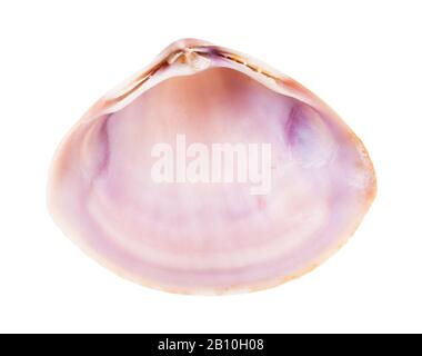 empty pink violet shell of clam isolated on white background Stock Photo