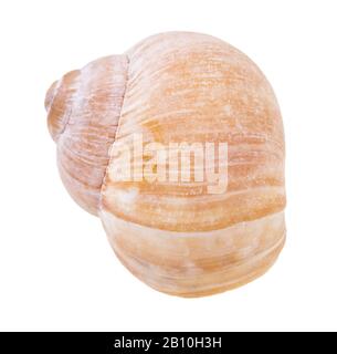 front view of shell of land snail isolated on white background Stock Photo