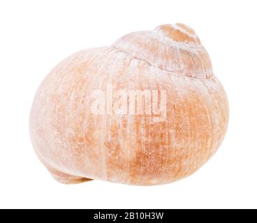 shell of land snail isolated on white background Stock Photo