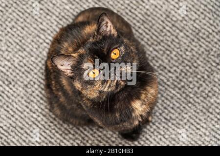 cat is sitting and looking up Stock Photo