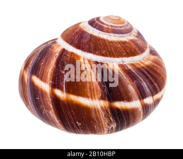 shell of escargot snail isolated on white background Stock Photo