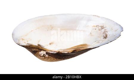 empty nacre shell of clam isolated on white background Stock Photo
