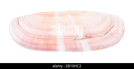 pink shell of clam isolated on white background Stock Photo