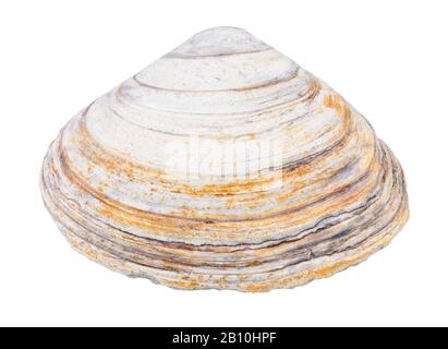 old shabby shell of clam isolated on white background Stock Photo