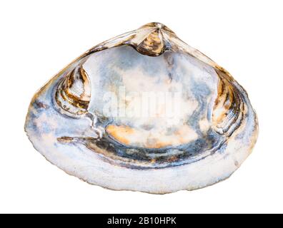 empty old seashell of clam isolated on white background Stock Photo