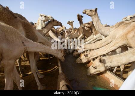 Herd of camels in the Sahara, Sudan Stock Photo