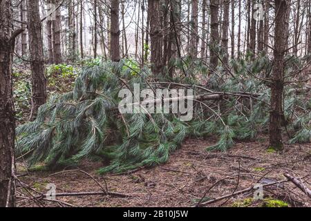 Fallen tree in a forest blown over by high winds Stock Photo