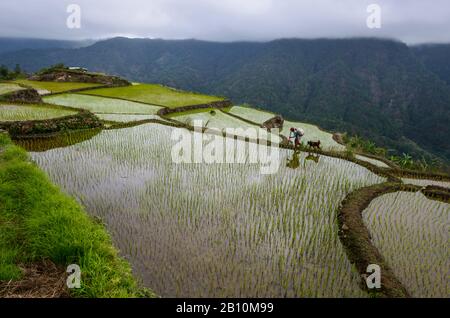 Igorot woman, North Luzon, Philippines Stock Photo - Alamy