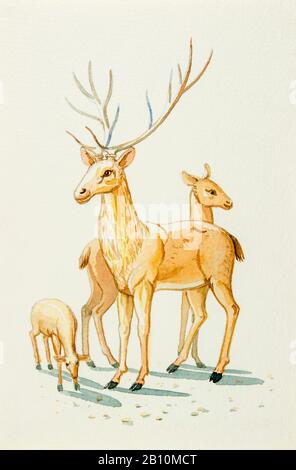 Watercolor painting illustration lovely  cartoon  of  deer family and baby in white background. Stock Photo