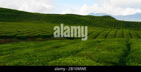 Sumatra Tea Tea plantations in Sumatra, Indonesia Stock Photo - Alamy