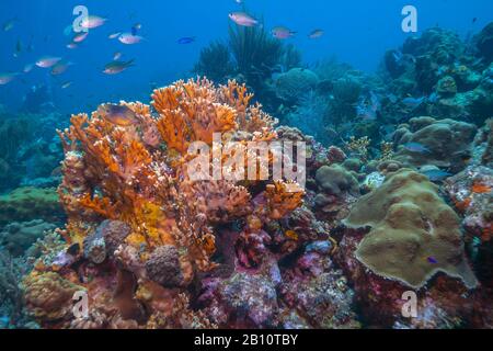 Caribbean coral reef with mound of fire corals Millepora alcicornis, or sea ginger Stock Photo