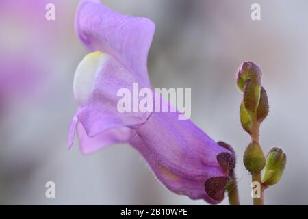 “Dragon's mouth, rabbits, mouth-opener or zapatico of the baby Jesus” (Antirrhinum majus), pink flowers of Mediterranean climate that announce spring Stock Photo