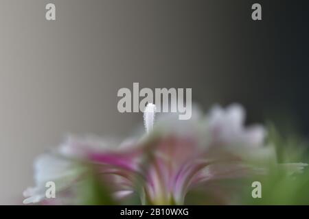 Details of the delicate and small flowers of Dianthus barbatus (Carnation of the poet, Minutisa, Clavelina) with a soft light Stock Photo