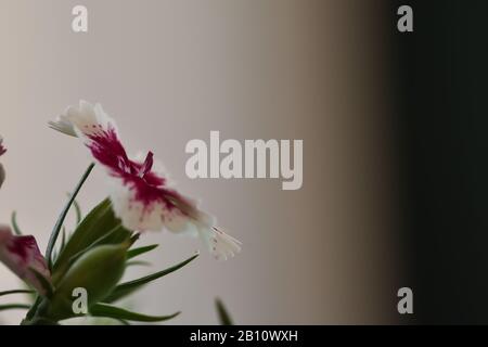 Details of the delicate and small flowers of Dianthus barbatus (Carnation of the poet, Minutisa, Clavelina) with a soft light Stock Photo