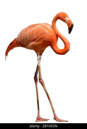 bright orange flamingo standing on the sand white background isolated Stock Photo