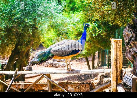 Peacock standing on the fence. Peacock in natural habbitat. Stock Photo