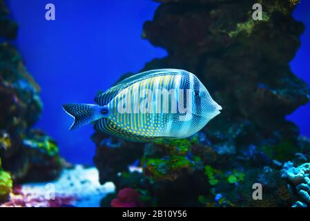 Red sea sailfin tang (Zebrasoma desjardinii) fish simming on stone reef background. Stock Photo