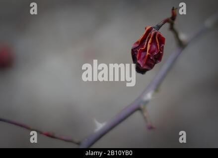 Pile of dried rose hips isolated on white Stock Photo