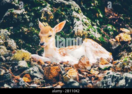 Young deer laying down on the rocky stones. Stock Photo