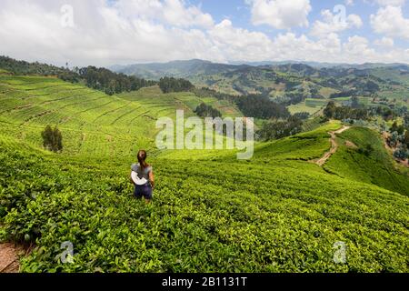 Tea plantations in western Rwanda, Africa Stock Photo