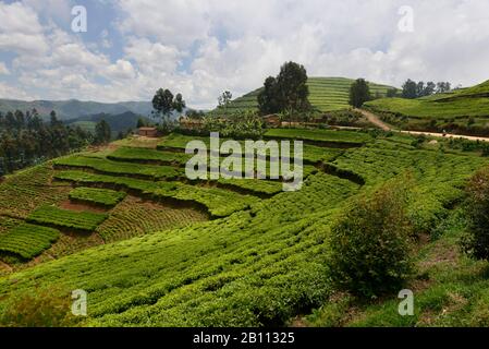 Tea plantations in western Rwanda, Africa Stock Photo