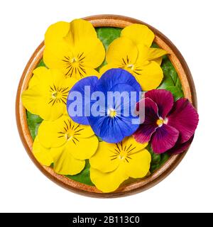 Fresh edible flowers, horned pansy over field salad leaves in wooden bowl. Yellow, violet and purple blossoms of Viola cornuta, horned violet. Stock Photo