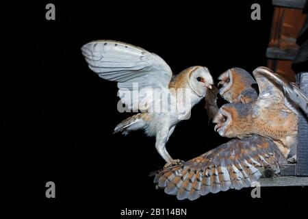 Barn owl (Tyto alba), adult feeds young with a mouse, Germany, North Rhine-Westphalia Stock Photo