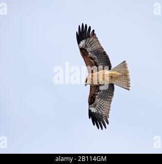 Black-eared Kite, Black kite, Yellow-billed kite (Milvus migrans lineatus, Milvus lineatus), in flight, Japan Stock Photo