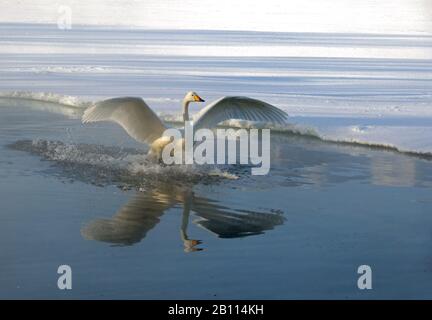 whooper swan (Cygnus cygnus), lands on a lake, Japan, Hokkaido, Kushiro