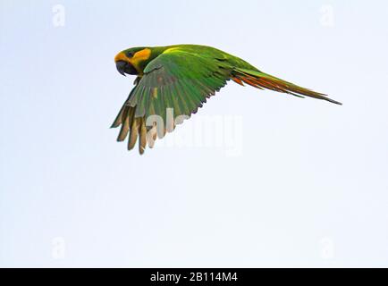 yellow-eared conure (Ognorhynchus icterotis), an endangered species of the Colombian Andes., Colombia Stock Photo